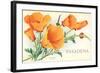 California Poppies, Pasadena, California-null-Framed Art Print