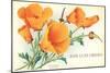 California Poppies, San Luis Obispo-null-Mounted Art Print