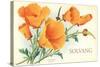 California Poppies, Solvang-null-Stretched Canvas