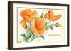 California Poppies, Solvang-null-Framed Art Print