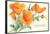 California Poppies, Solvang-null-Framed Stretched Canvas