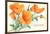 California Poppies, Solvang-null-Framed Art Print