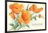 California Poppies, Solvang-null-Framed Art Print