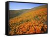 California Poppies, Tehachapi Mountains, California, USA-Charles Gurche-Framed Stretched Canvas