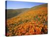 California Poppies, Tehachapi Mountains, California, USA-Charles Gurche-Stretched Canvas