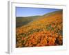 California Poppies, Tehachapi Mountains, California, USA-Charles Gurche-Framed Photographic Print