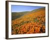 California Poppies, Tehachapi Mountains, California, USA-Charles Gurche-Framed Photographic Print