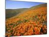 California Poppies, Tehachapi Mountains, California, USA-Charles Gurche-Mounted Photographic Print