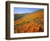 California Poppies, Tehachapi Mountains, California, USA-Charles Gurche-Framed Photographic Print