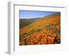 California Poppies, Tehachapi Mountains, California, USA-Charles Gurche-Framed Photographic Print