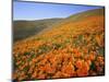 California Poppies, Tehachapi Mountains, California, USA-Charles Gurche-Mounted Photographic Print