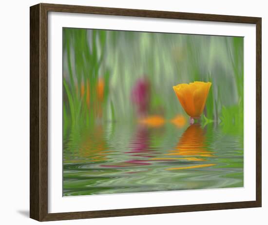 California Poppies-Steve Satushek-Framed Art Print