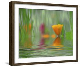 California Poppies-Steve Satushek-Framed Art Print