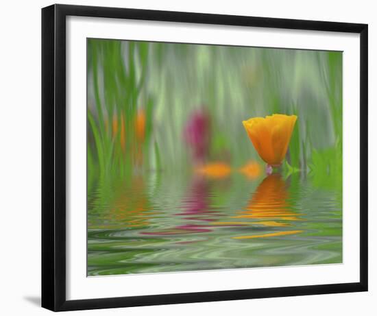 California Poppies-Steve Satushek-Framed Art Print