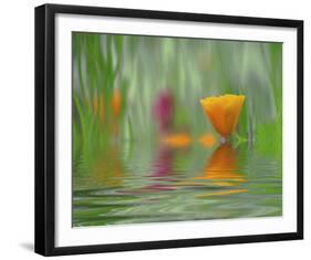 California Poppies-Steve Satushek-Framed Art Print