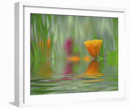 California Poppies-Steve Satushek-Framed Art Print