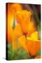 California Poppies-Darrell Gulin-Stretched Canvas