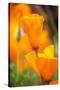 California Poppies-Darrell Gulin-Stretched Canvas