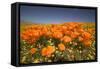 California Poppies-Terry Eggers-Framed Stretched Canvas