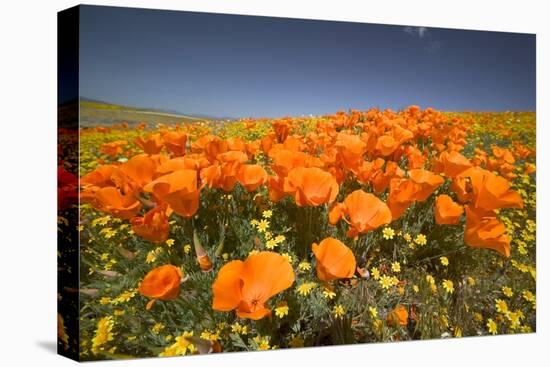 California Poppies-Terry Eggers-Stretched Canvas