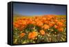 California Poppies-Terry Eggers-Framed Stretched Canvas