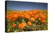 California Poppies-Terry Eggers-Stretched Canvas