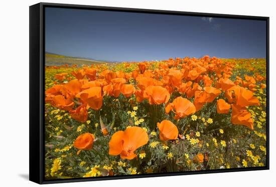 California Poppies-Terry Eggers-Framed Stretched Canvas