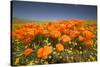 California Poppies-Terry Eggers-Stretched Canvas