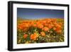 California Poppies-Terry Eggers-Framed Premium Photographic Print