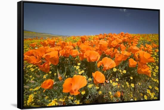 California Poppies-Terry Eggers-Framed Stretched Canvas