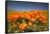 California Poppies-Terry Eggers-Framed Stretched Canvas