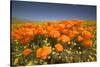 California Poppies-Terry Eggers-Stretched Canvas