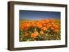 California Poppies-Terry Eggers-Framed Premium Photographic Print