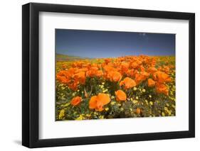 California Poppies-Terry Eggers-Framed Premium Photographic Print