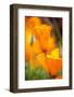 California Poppies-Darrell Gulin-Framed Photographic Print