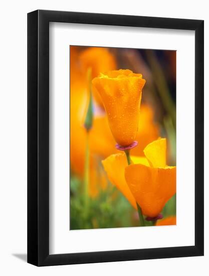 California Poppies-Darrell Gulin-Framed Photographic Print