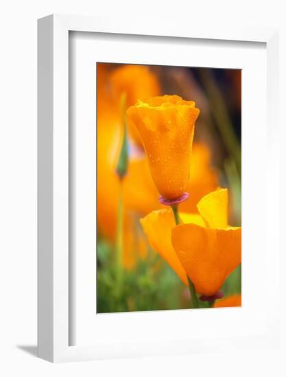 California Poppies-Darrell Gulin-Framed Photographic Print