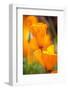 California Poppies-Darrell Gulin-Framed Photographic Print