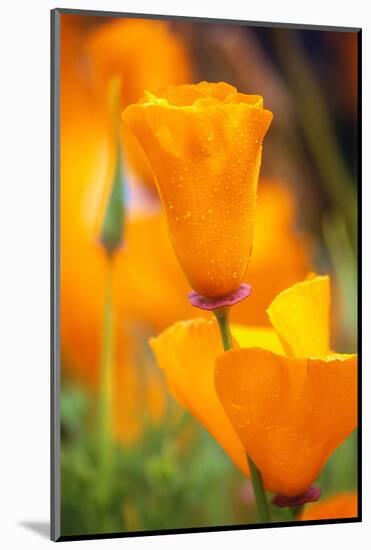 California Poppies-Darrell Gulin-Mounted Photographic Print