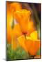 California Poppies-Darrell Gulin-Mounted Photographic Print