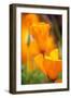 California Poppies-Darrell Gulin-Framed Photographic Print