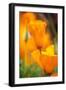 California Poppies-Darrell Gulin-Framed Photographic Print