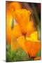 California Poppies-Darrell Gulin-Mounted Photographic Print