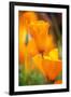 California Poppies-Darrell Gulin-Framed Photographic Print