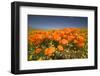 California Poppies-Terry Eggers-Framed Photographic Print