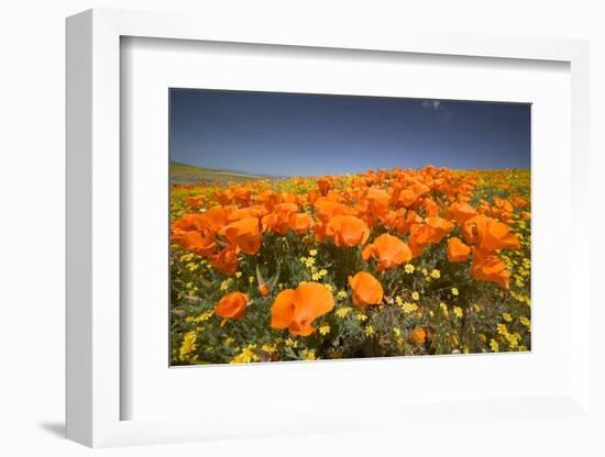 California Poppies-Terry Eggers-Framed Photographic Print