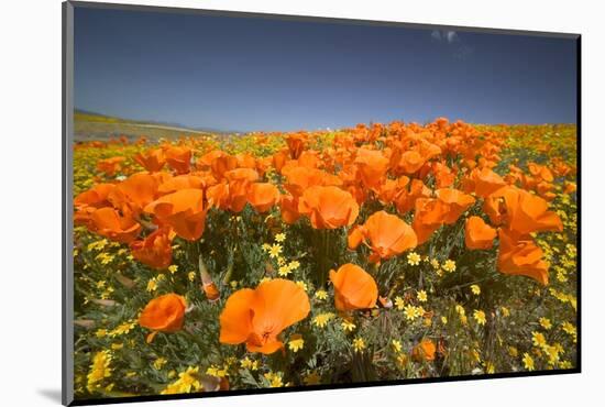 California Poppies-Terry Eggers-Mounted Photographic Print