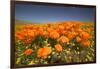 California Poppies-Terry Eggers-Framed Photographic Print