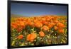 California Poppies-Terry Eggers-Framed Photographic Print