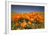 California Poppies-Terry Eggers-Framed Photographic Print